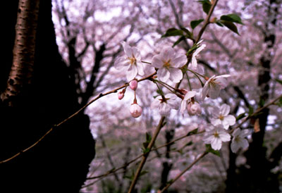 sakura