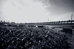 桜橋