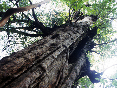 Daiohsugi tree