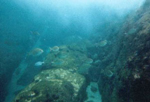 Fishes around Inakahama beach