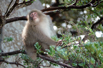 A monkey on the tree.