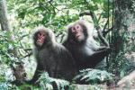 Yakushima_monkey