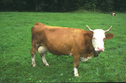 cow