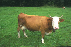 cow