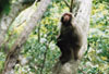 Yakushima monkey